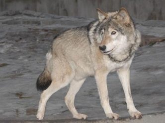 post-20366 thumbnail