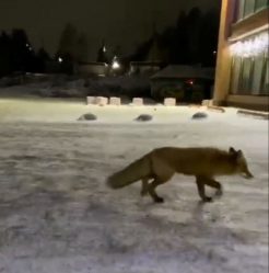 post-32532 thumbnail